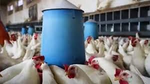 أزمة الدواجن في سوريا: ارتفاع التكاليف يجعل الدجاج أغلى بـ 40% من دول الجوار