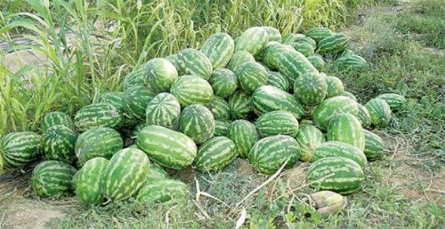 مزارعو البطيخ في دمشق ينتفضون ضد الاستيراد: هجوم على شاحنات لبنانية في سوق الهال