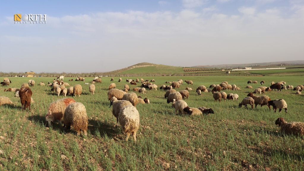 جفاف وأزمة أعلاف يهددان الثروة الحيوانية في كوباني: مربّون يكابدون الخسائر