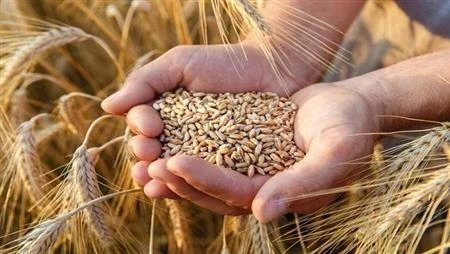 وصول أول شحنة قمح عراقي إلى سوريا عبر معبر البوكمال لدعم الأمن الغذائي