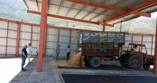 حماة تستقبل 73 ألف طن من القمح بمواصفات عالية الجودة