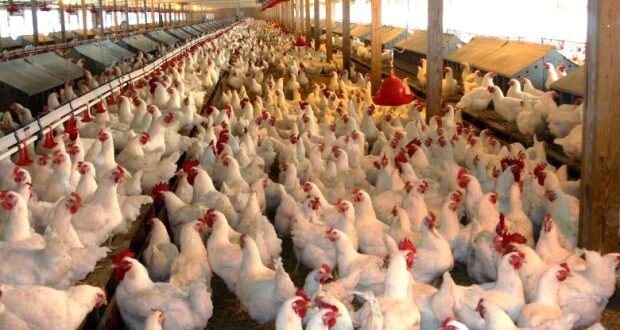 أزمة الدواجن في اللاذقية: ارتفاع التكاليف والاستيراد يهددان المنتج المحلي
